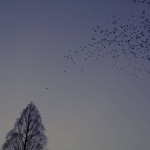 井の頭公園から飛び立つ鳥の群れ