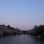 月と桜と井の頭公園