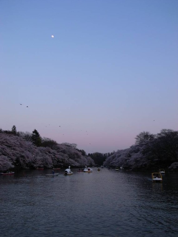 井の頭公園と桜と月