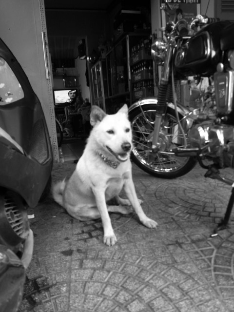 ベトナムの犬